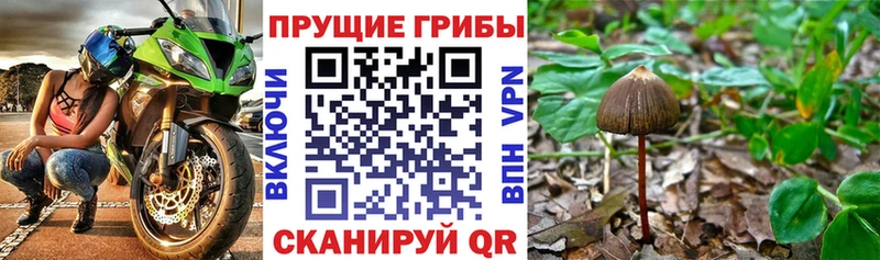 продажа наркотиков  Медынь  omg ТОР  Псилоцибиновые грибы Psilocybe 